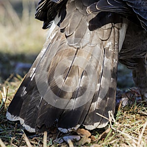 Close-up of northern azor, Accipiter gentilis, tail detail. photo