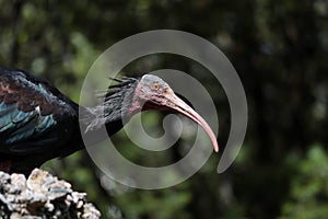 Close-up, a Northern Bald Ibis, a species in danger of extinction.