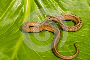 A close up of a Northern Brown Snake