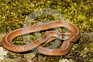 A close up of a Northern Brown Snake