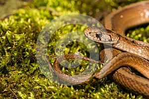 A close up of a Northern Brown Snake