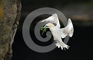 Northern gannet in flight with nesting material in the beak photo