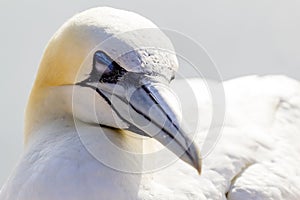 Close up of a Northern Gannet - Morus bassanus