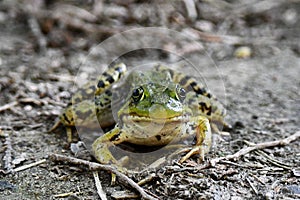 Close up of a Northern Leopard Frog