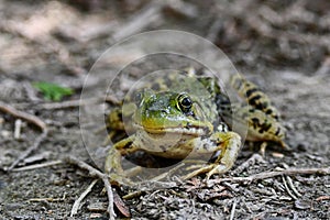 Close up of a Northern Leopard Frog