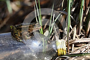 Close up of a Northern Leopard Frog sitting on a discarded plastic bottle