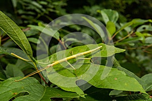 A close up of a Northern Walkingstick