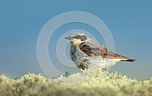Northern wheatear on a mossy stone against blue background