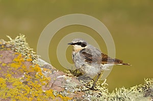 Close up of a Northern wheatear on a mossy stone