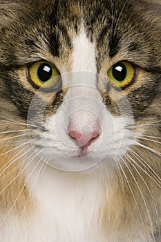 Close up of a Norwegian Forest Cat (8 months old) photo