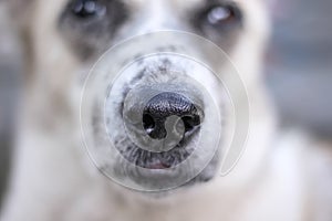 Close up nose asian dog face background