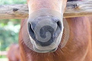 Close up nose of  brown horse , animal face background