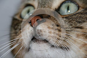 Close up of the nose of the cat