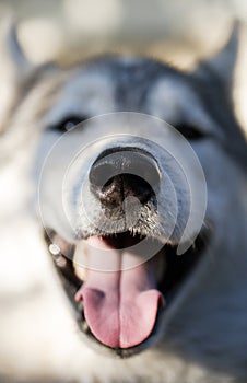 Close-up nose cheerful husky