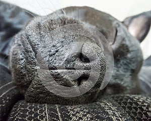 Close up of the nose of a dog asleep.