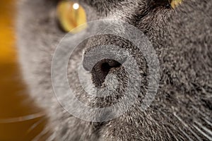 Close-up of nose of gray british cat with yellow eyes.