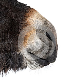 Close-up on Nose and lips of a Martina Franca donkey, isolated on white