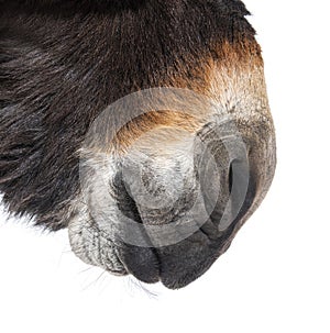 Close-up on Nose and lips of a Martina Franca donkey, isolated on white