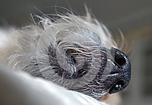 Close-up of the nose and mouth of a dog photo