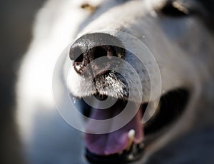 Close-up nose Siberian husky