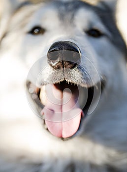 Close-up nose Siberian husky