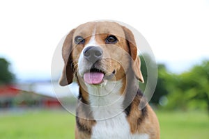 Close up nose and tongue beagle dog.