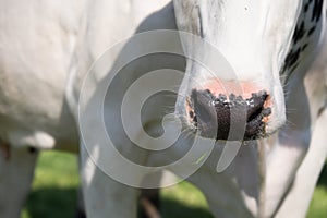 Close-up of the nose of a white cow