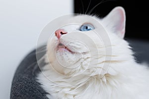 Close-up of nose of white fluffy cat with blue eyes looking up