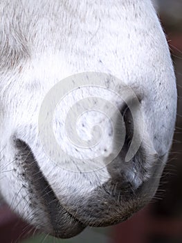 Close up of nostrils and lips of a horse