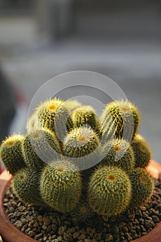 Close up notocactus leninghausii in planting pot