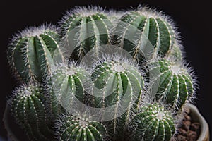 Close up notocactus magnificus with beautiful lighting