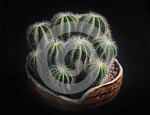 Close up notocactus magnificus with beautiful lighting photo