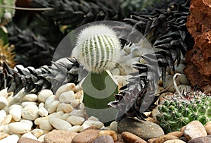 Close up of notocactus scopa albispinus, notocactus magnificus photo