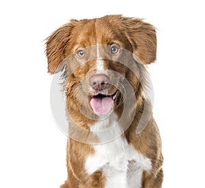 Close-up of a Nova Scotia Duck Tolling Retriever panting