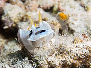 Close-up of a nudibranch