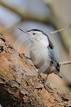 Close up of Nuthatch bird