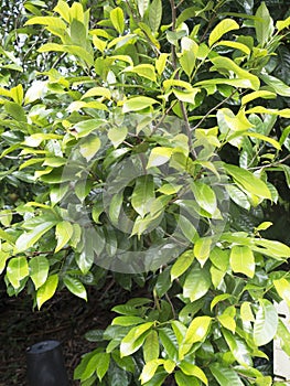 Close up of nutmeg a tree