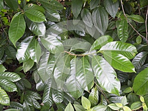 Close up of nutmeg a tree leaves