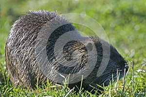 Close up Nutria