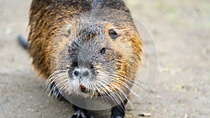 Close-up of a Nutria or Coypu