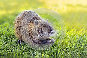 Close-up Nutria Coypu eats on green grass. Myocastor coypus