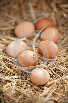 Close-up of nutritious brown eggs, on straw