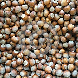 Close Up of nuts hazelnuts