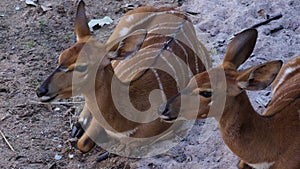 Close up of Nyala (African antelope), Tragelaphus angasii in the open zoo.