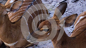 Close up of Nyala, Tragelaphus angasi in the open zoo.