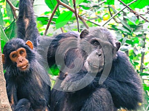 Close up o fAdult chimpanzee with her baby  in Gombe National Park forest