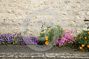 Close up o flowering of campanula muralis on a wall