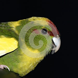 A close up oaf a kakariki bird. A parrot from New Zealand