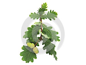 Close-up of oak branches with green leaves and acorns isolated on a white background.