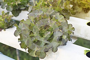 Close-up of an oak-leaf red oak salad